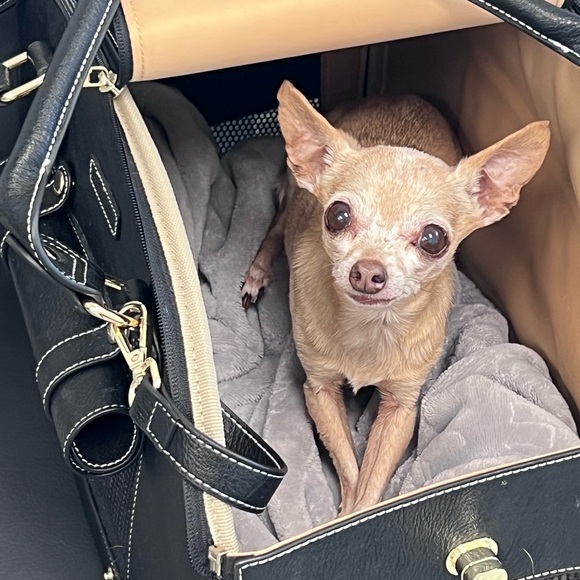 Meet your Posher, Stella! - Picture 3 of 4